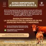 SUSPENSIÓN INGRESO GANADO EN PIE PREVENCIÓN